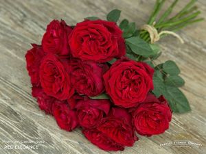 ROSE ROUGE ELEGANCE 50